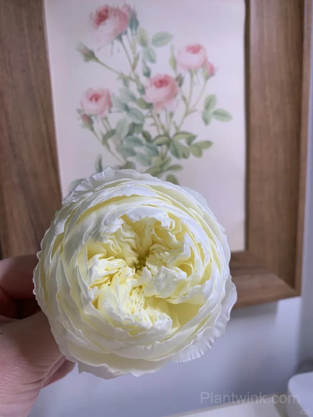 Cream White Rose Seeds – Large Double Blooms, Easy to Grow - View 4