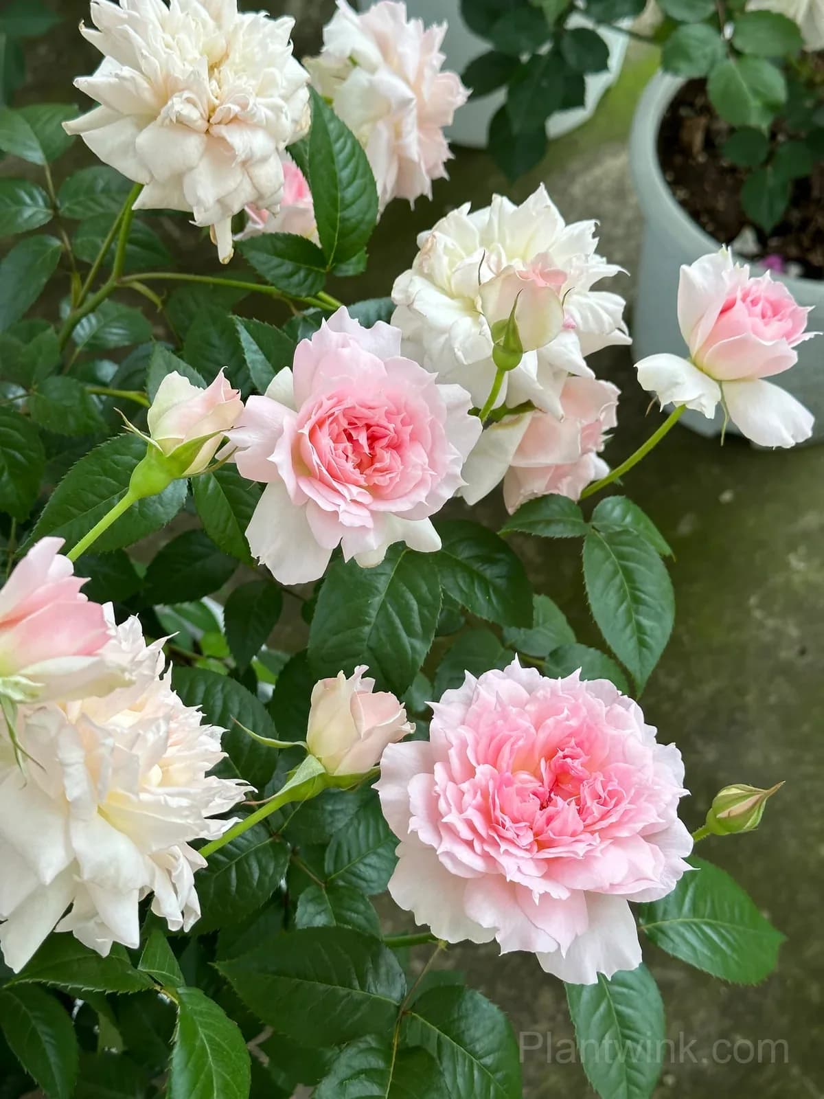 Pink & White Frilled Rose Seeds – Ruffled Double Blooms, Easy to Grow - View 2