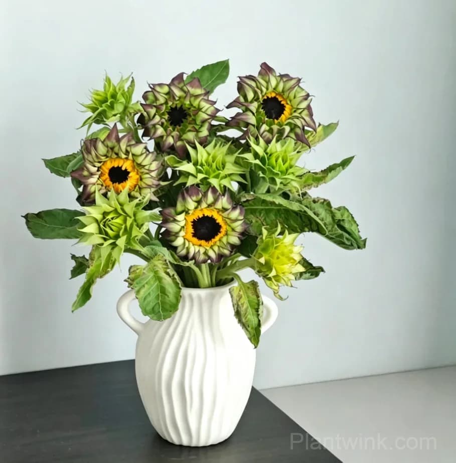 Forest Heart & Devil’s Eye Sunflower Seeds – Unique Red & Dark-Centered Flowers for Garden & Home - View 4
