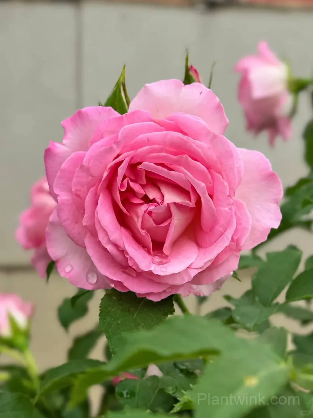 Pink Rose Seeds – Large Ruffled Double Roses for Garden, Patio & Home Growing - View 5