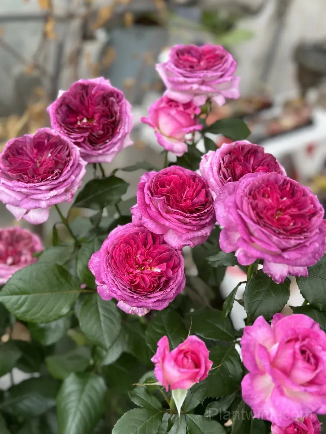 Blueberry Purple Rose Seeds – Ruffled Double Roses for Garden, Patio & Home Growing - View 1