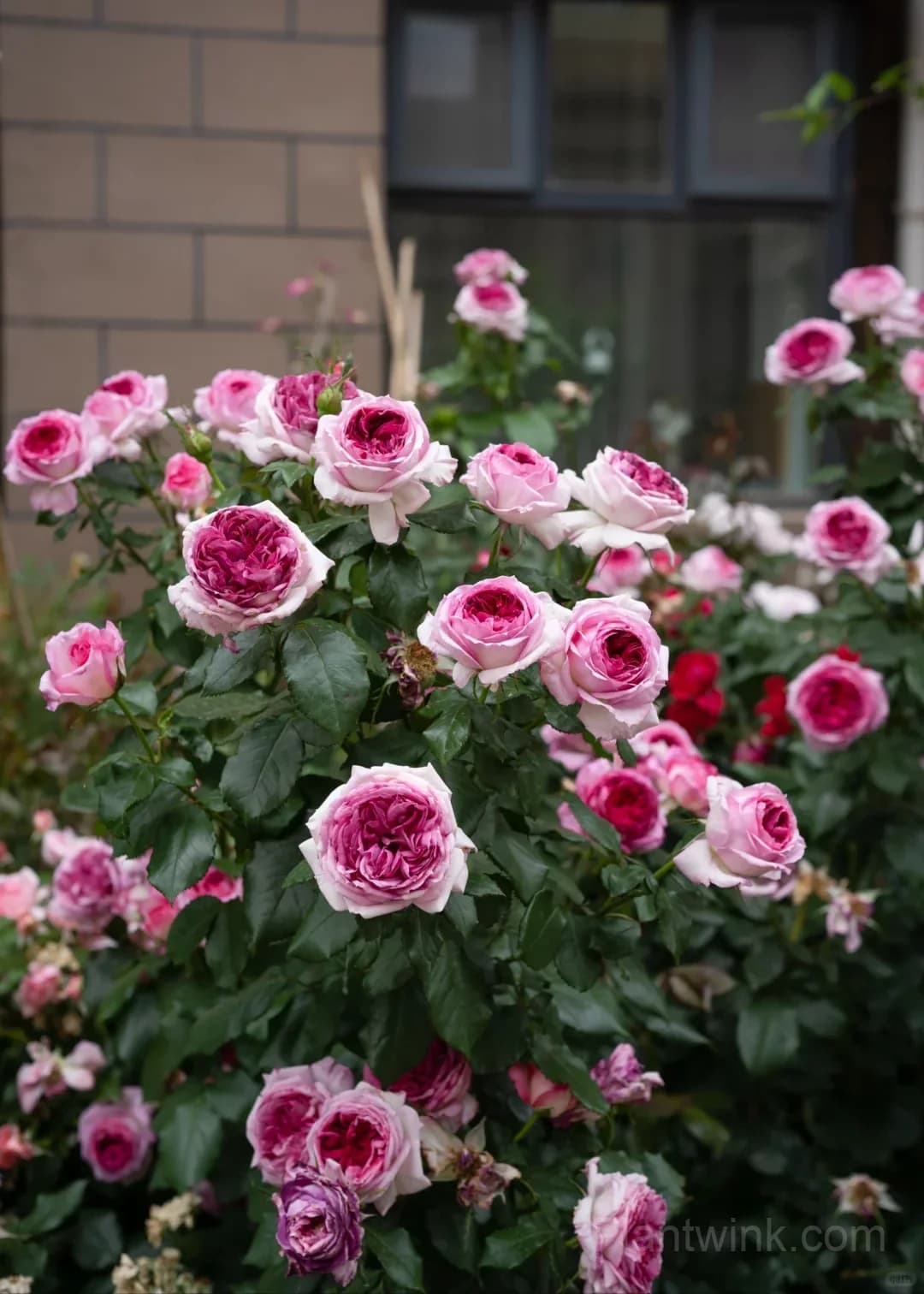 Blueberry Purple Rose Seeds – Ruffled Double Roses for Garden, Patio & Home Growing - View 3
