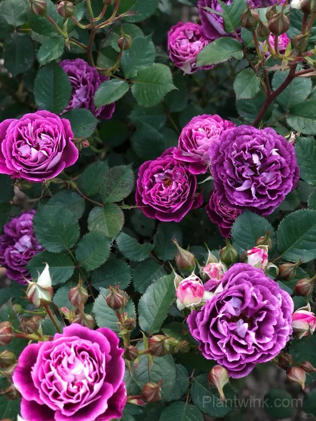 Deep Purple Rose Seeds – Magenta-Violet Double Blooms, Easy to Grow - View 6