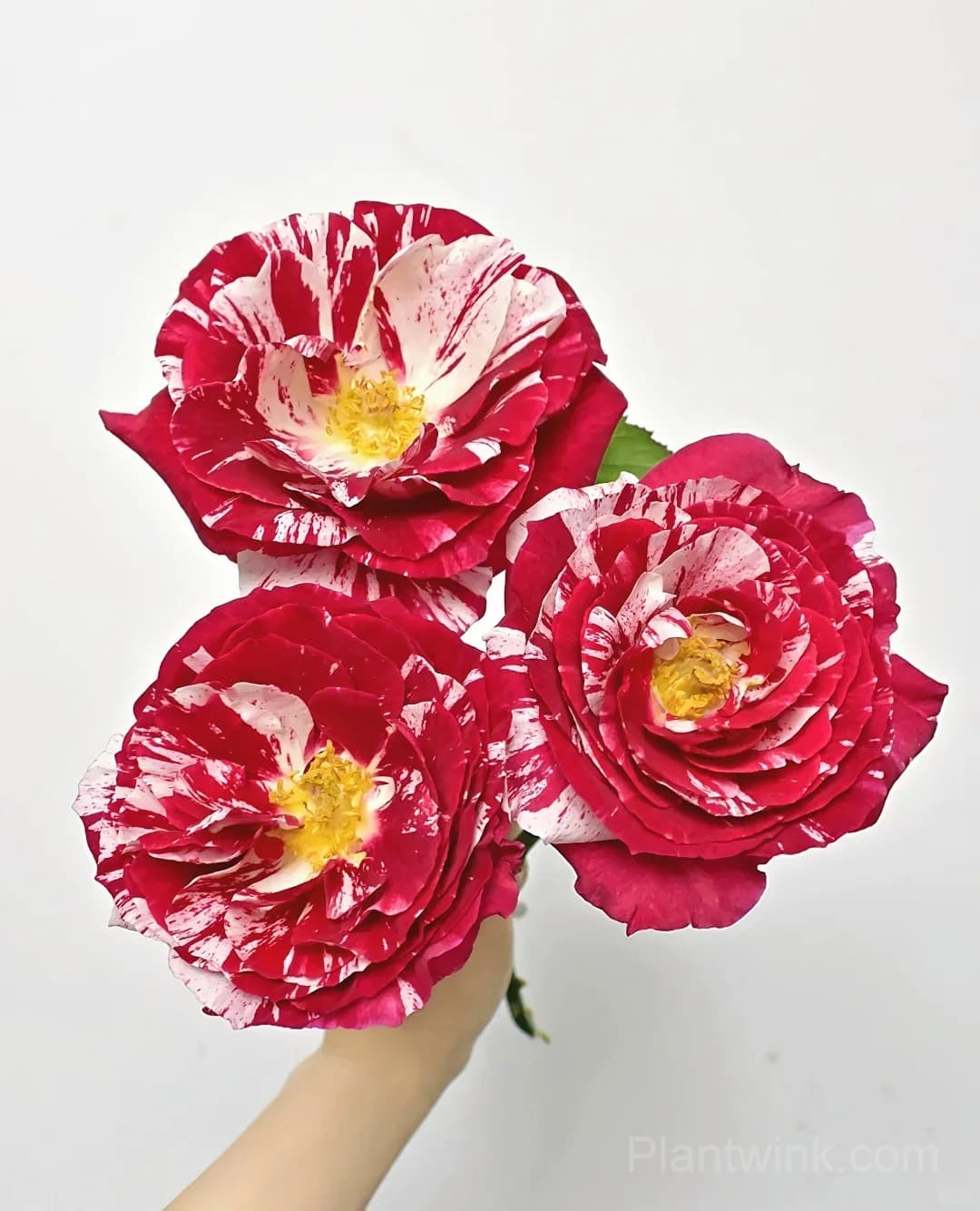 Vintage Pink Rose Seeds – Elegant Double Roses for Garden, Patio & Home Growing - View 6