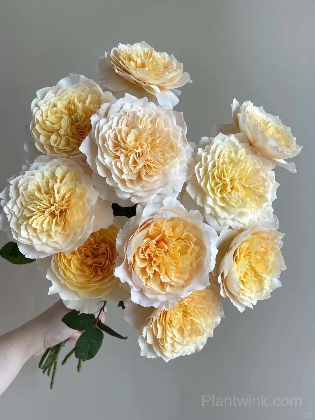 Creamy Yellow Rose Seeds – Golden Double Roses for Garden, Patio & Home Growing - View 5