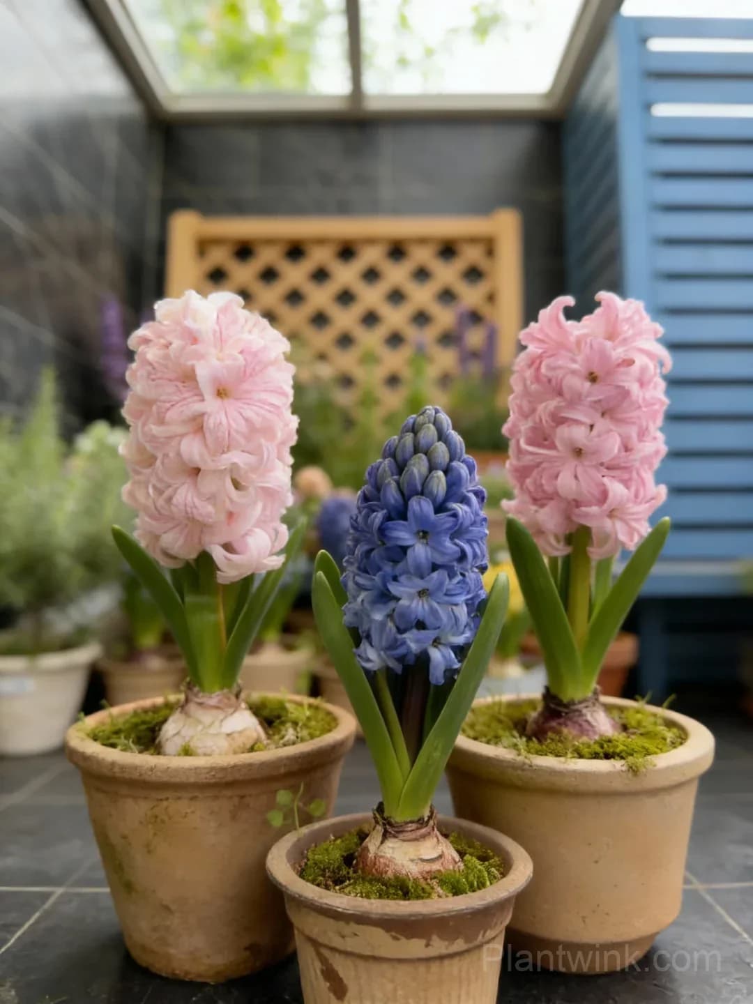 Hyacinth Bulbs – Fragrant Spring Flowers for Garden, Pots & Indoor Planting - View 4