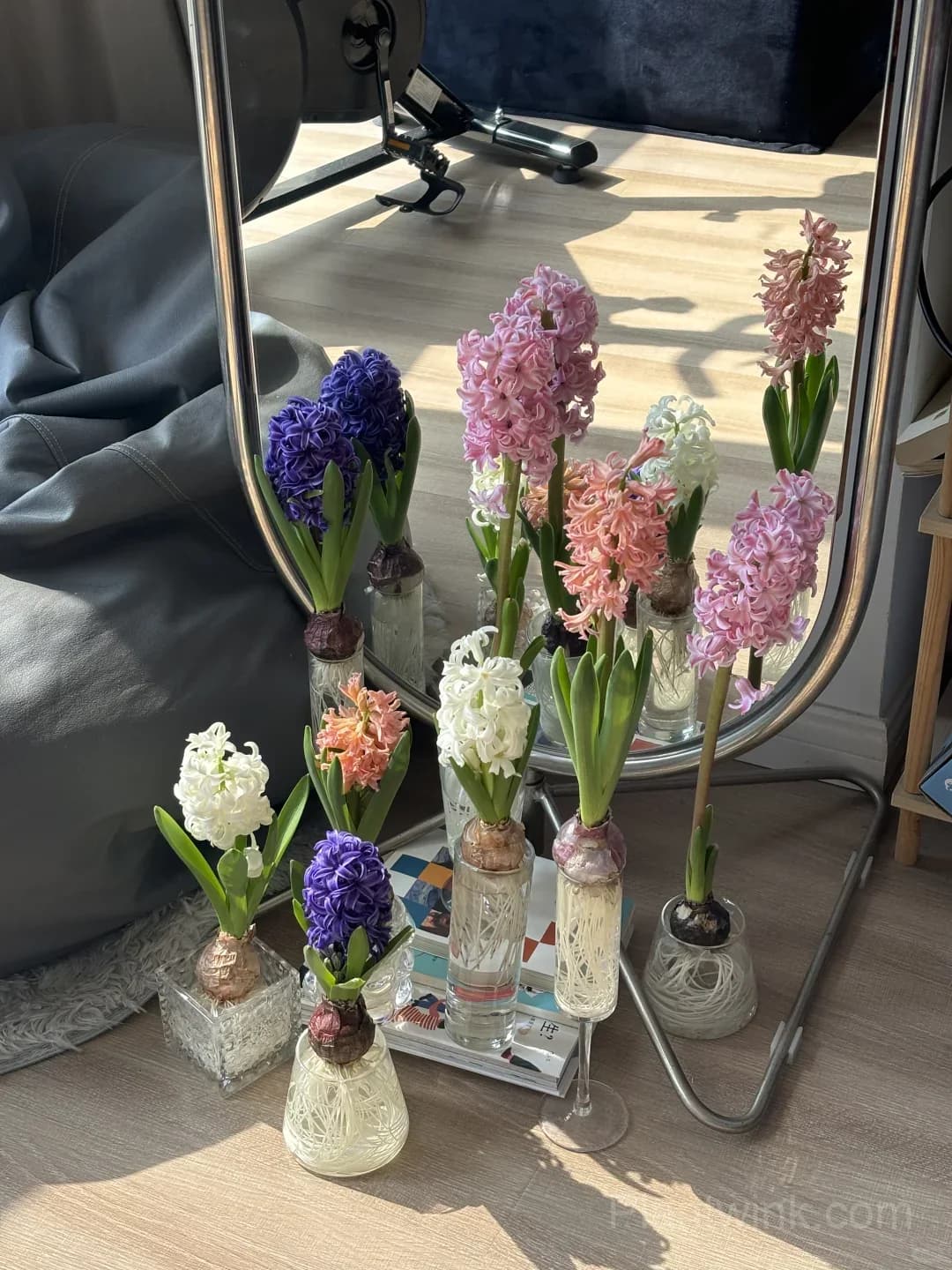 Hyacinth Bulbs – Fragrant Spring Flowers for Garden, Pots & Indoor Planting - View 6