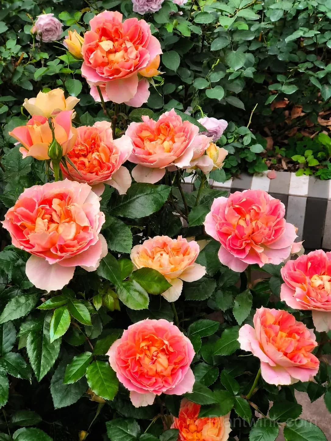 Pumpkin Orange Rose Seeds โ Vibrant Orange Blooms, Easy to Grow & Fragrant - View 5