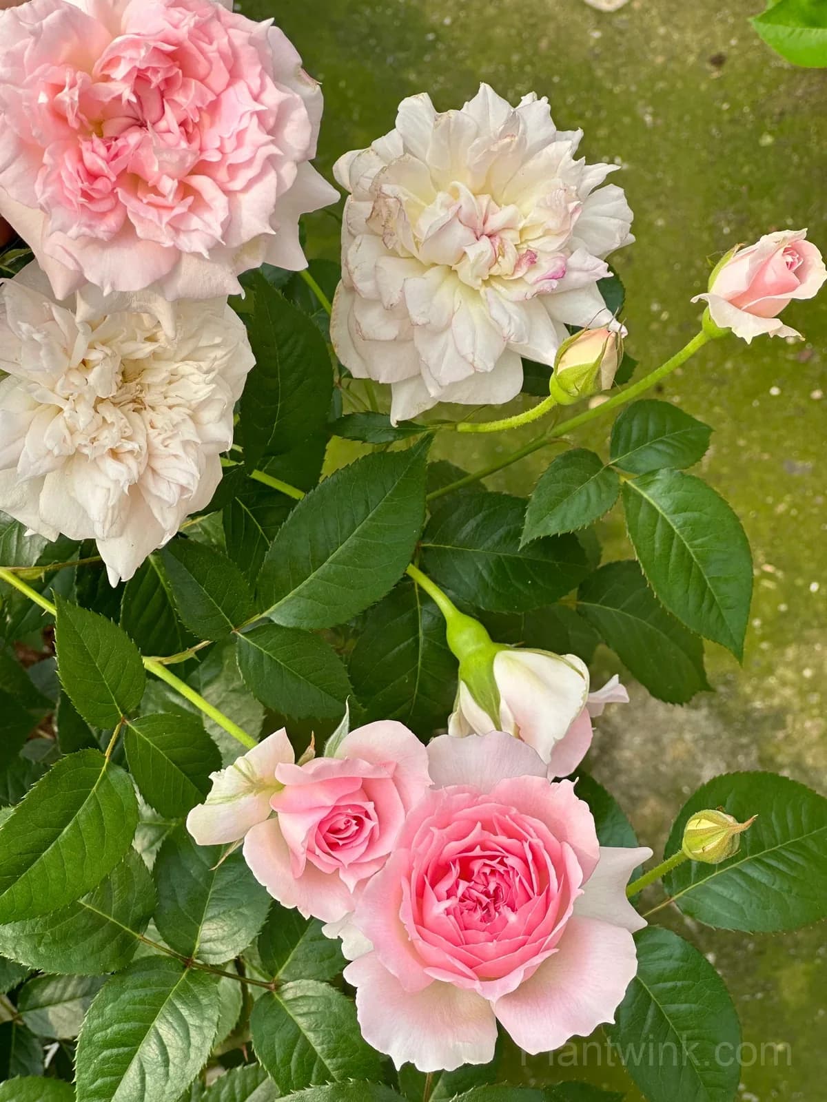 Pink & White Frilled Rose Seeds – Ruffled Double Blooms, Easy to Grow - View 7