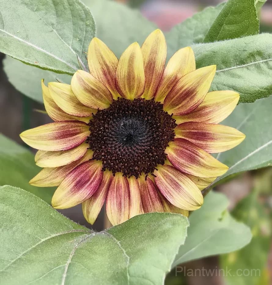 Ruby Sunflower Seeds – Stunning Red Blooms, Easy to Grow & High Germination - View 3
