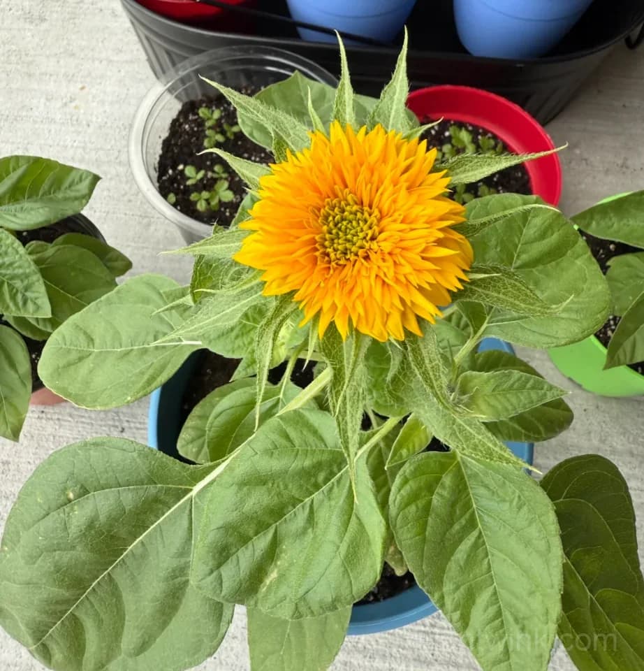 Teddy Bear Sunflower Seeds – Dwarf Double Blooms, Easy to Grow & High Germination - View 9