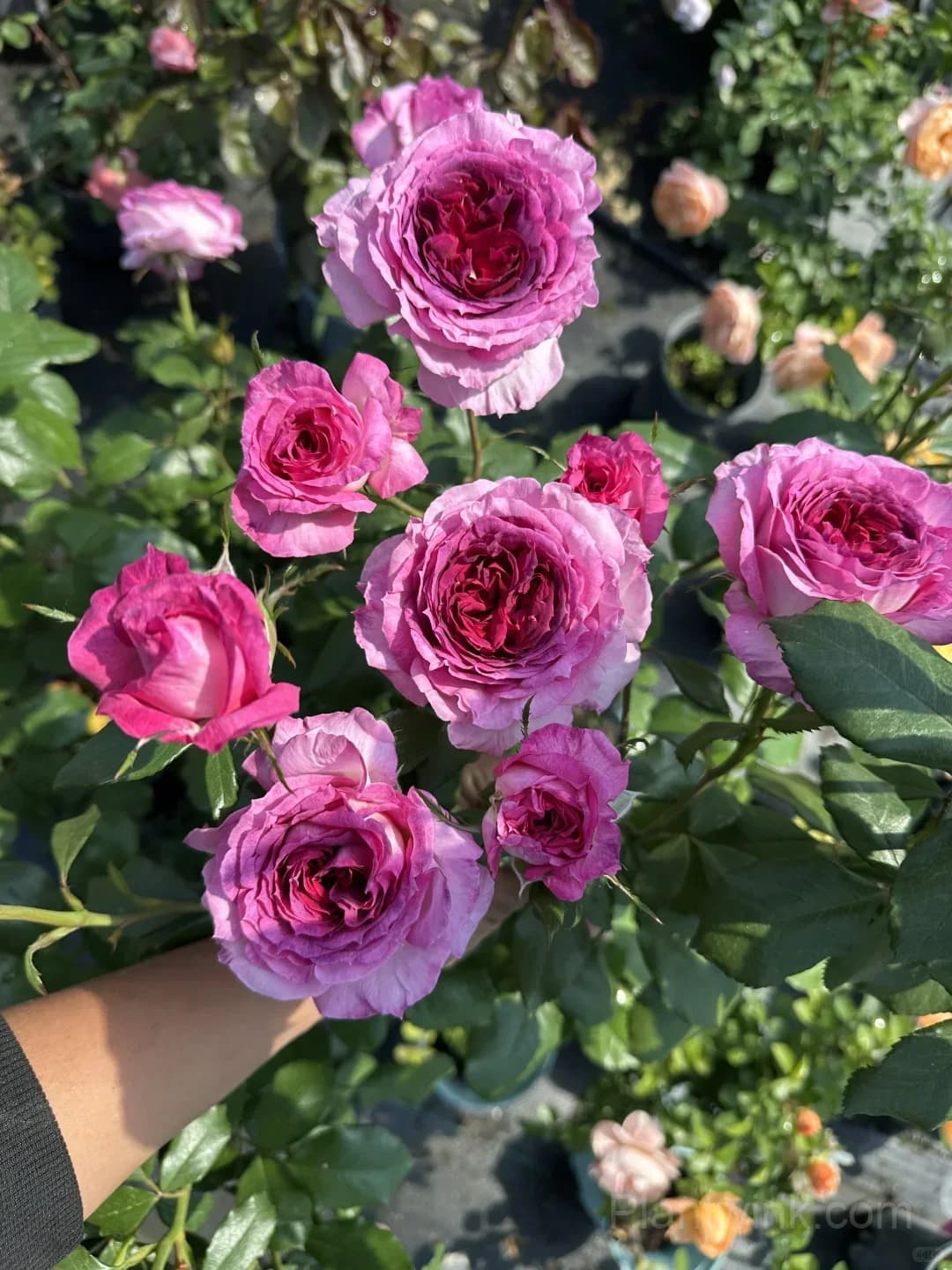 Blueberry Purple Rose Seeds – Ruffled Double Roses for Garden, Patio & Home Growing - View 6