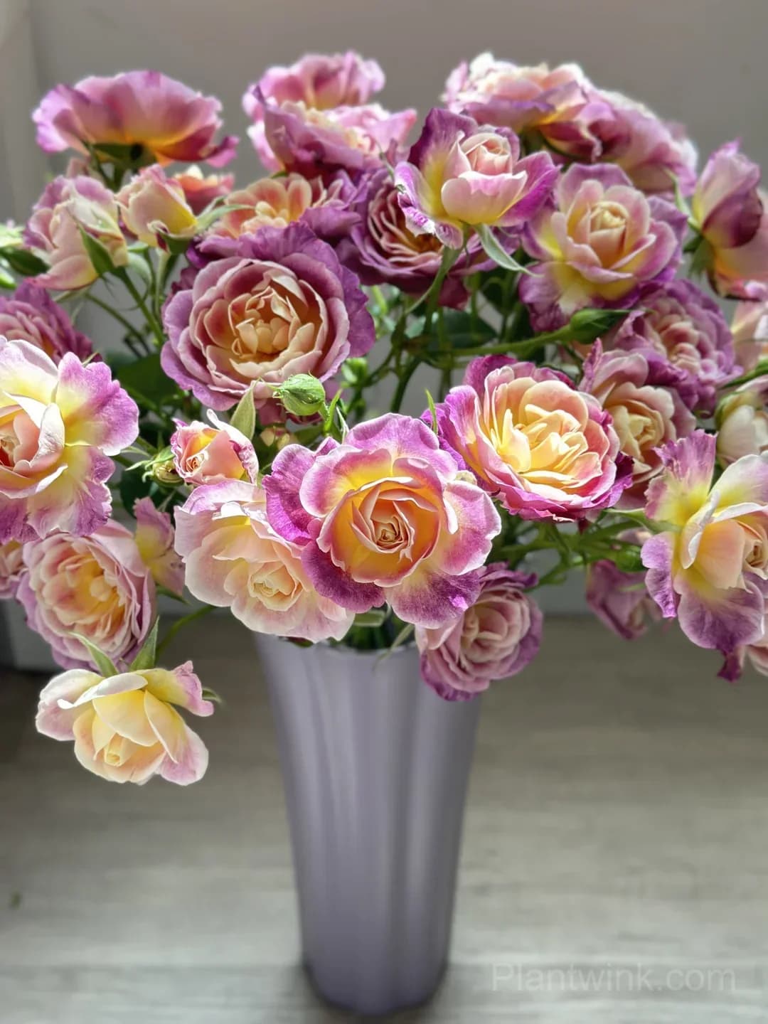 Diablesse de Mers Rose Seeds - Rare Purple & Gold Floribunda Rose, Disease Resistant Garden Plant - View 6