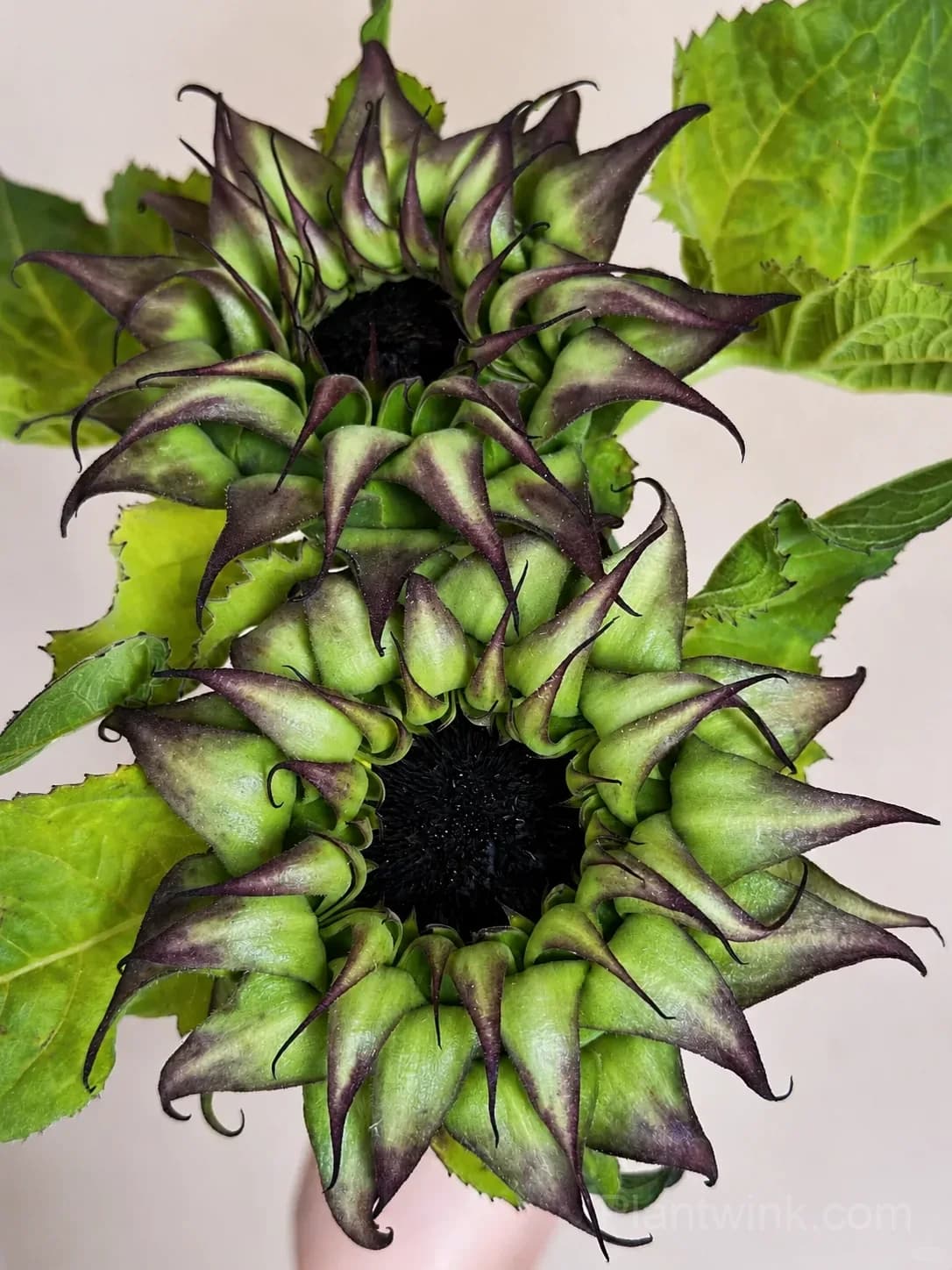 Forest Heart & Devil’s Eye Sunflower Seeds – Unique Red & Dark-Centered Flowers for Garden & Home - View 8
