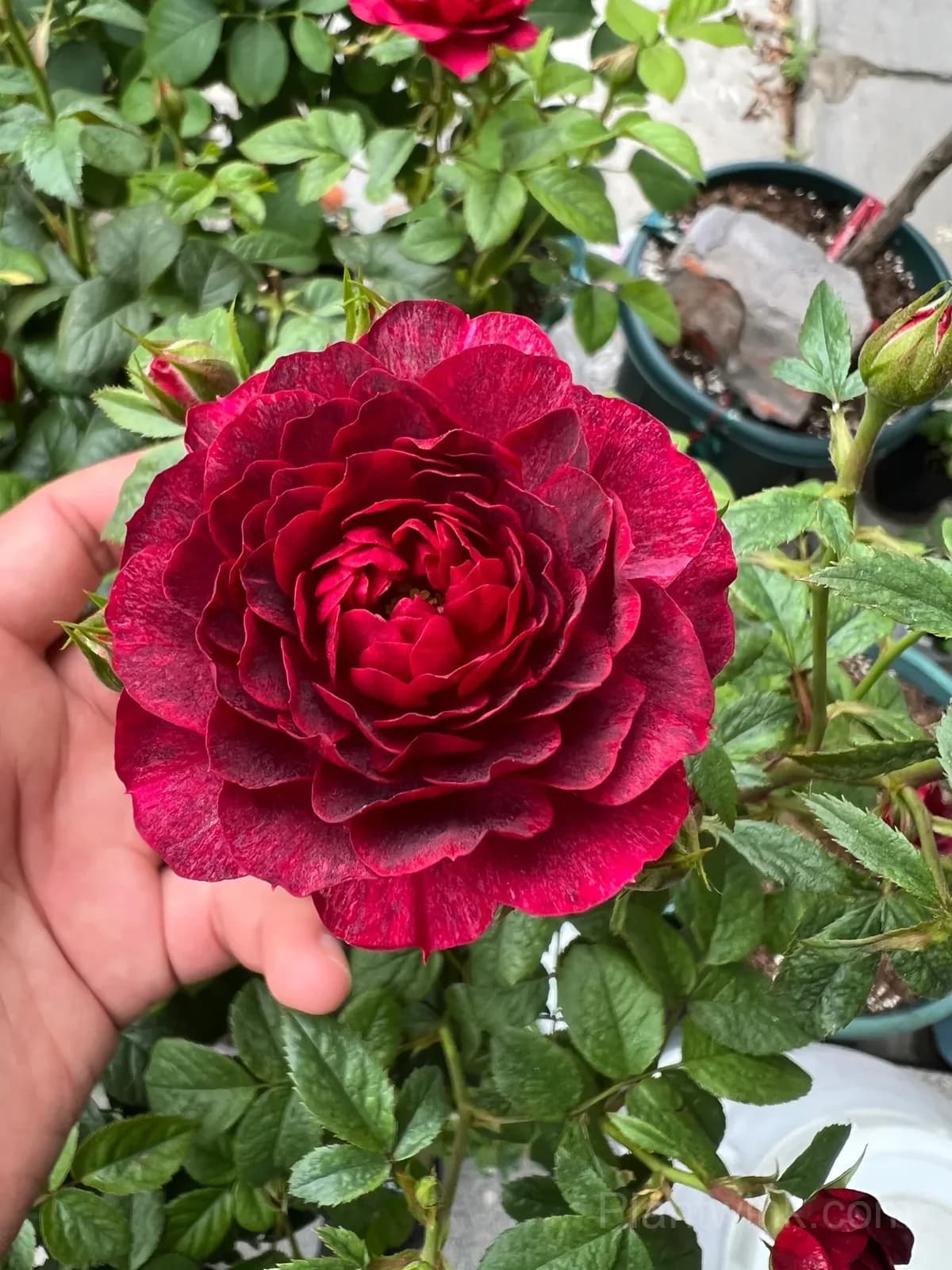 Black Jade Juice Rose Seeds - Rare Dark Red to Black Miniature Rose Plant for Patio & Container Gardening - View 1