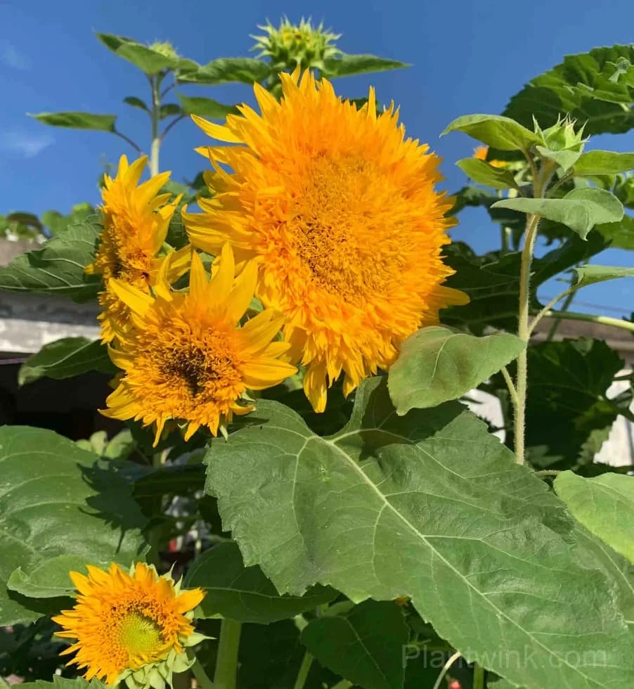 Teddy Bear Sunflower Seeds – Dwarf Double Blooms, Easy to Grow & High Germination - View 4