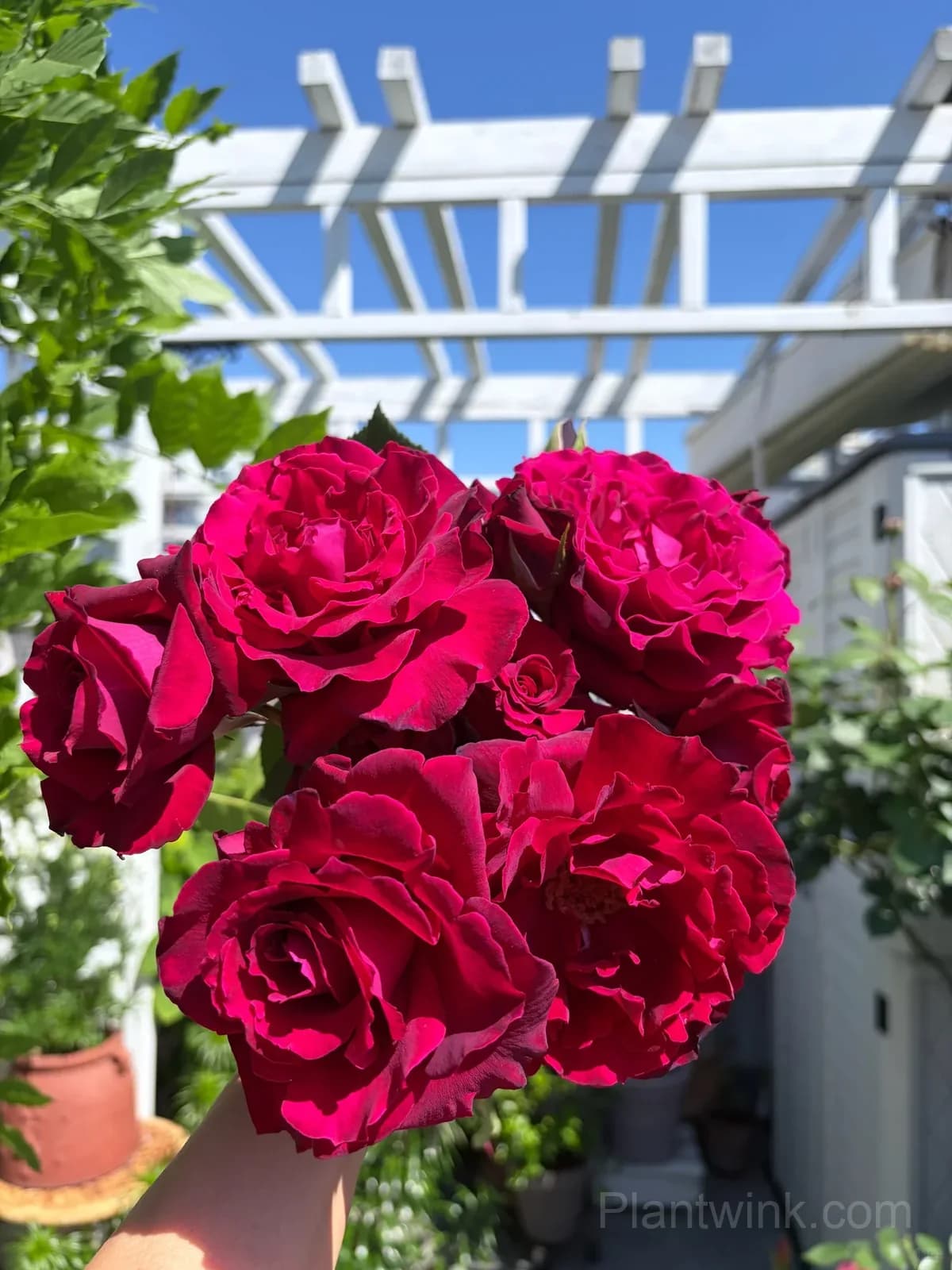 Red Rose Seeds – Large Deep Red Double Blooms, Easy to Grow - View 5