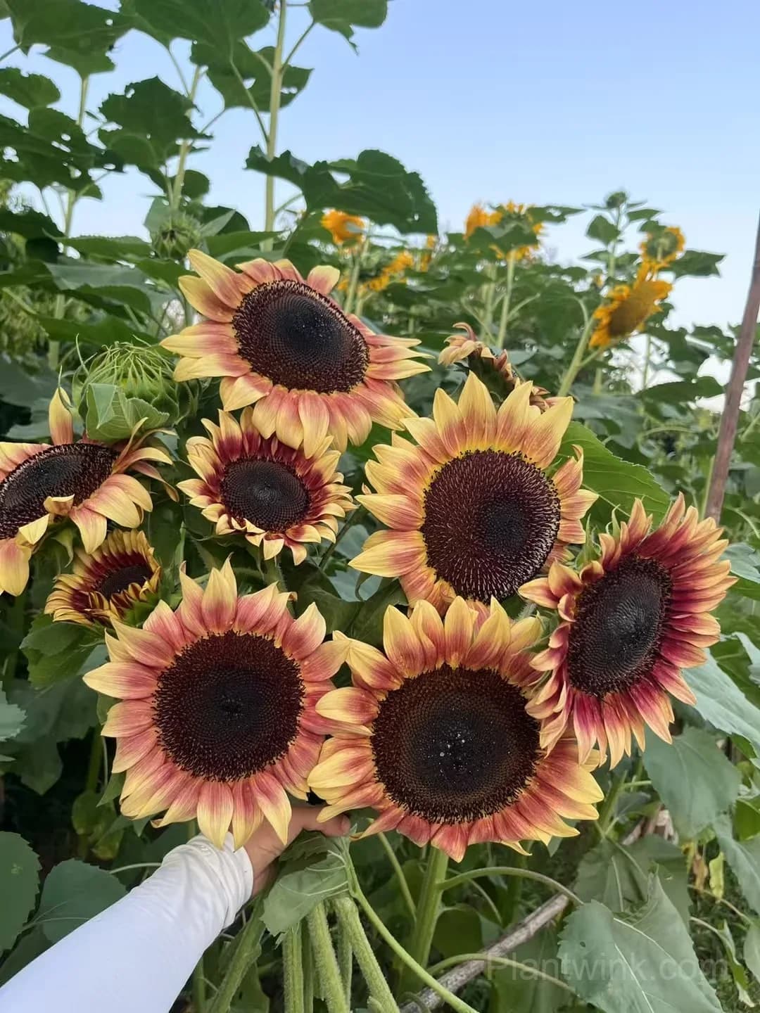 Lemon Blush Sunflower Seeds – Unique Yellow & Red Flowers for Garden & Home Growing - Alt