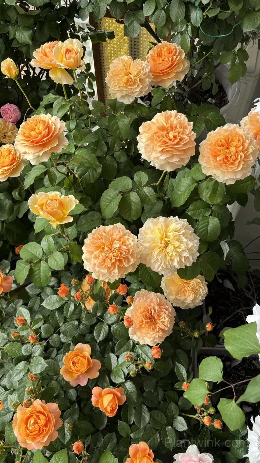 Creamy Yellow Rose Seeds – Golden Double Roses for Garden, Patio & Home Growing - View 4