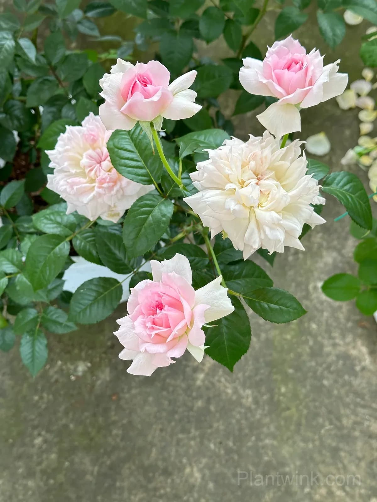 Pink & White Frilled Rose Seeds – Ruffled Double Blooms, Easy to Grow - View 4