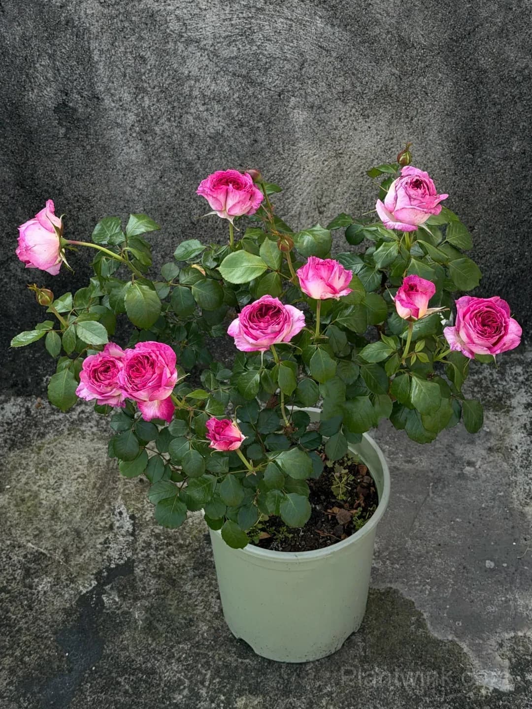 Blueberry Purple Rose Seeds – Ruffled Double Roses for Garden, Patio & Home Growing - View 2
