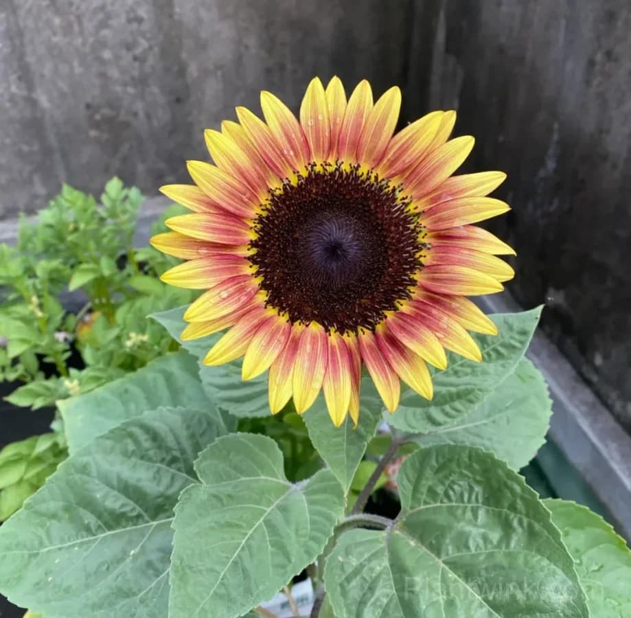 Ruby Sunflower Seeds – Stunning Red Blooms, Easy to Grow & High Germination - View 4