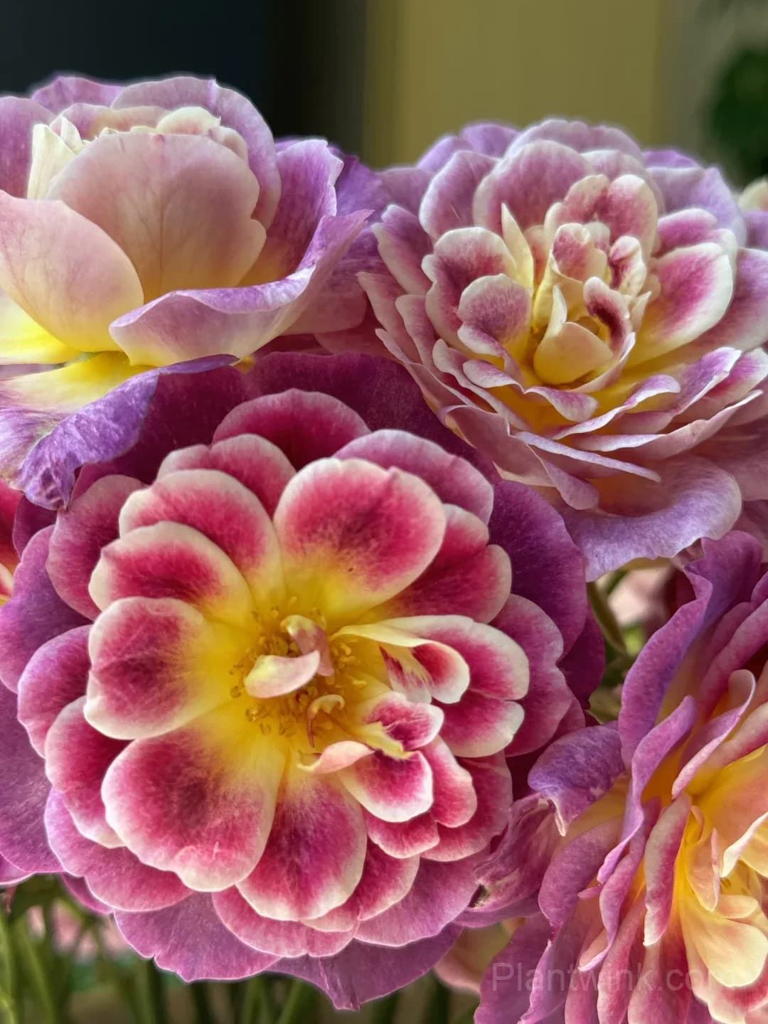 Diablesse de Mers Rose Seeds - Rare Purple & Gold Floribunda Rose, Disease Resistant Garden Plant - View 5