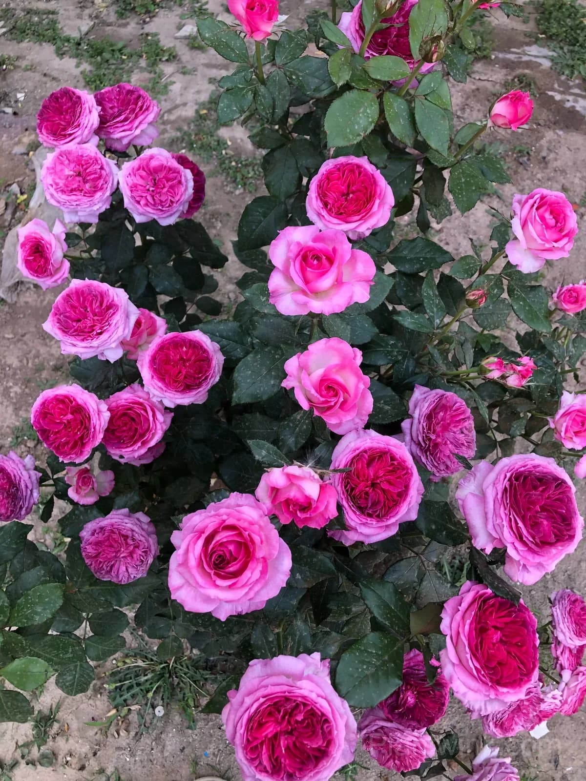 Blueberry Purple Rose Seeds – Ruffled Double Roses for Garden, Patio & Home Growing - View 4