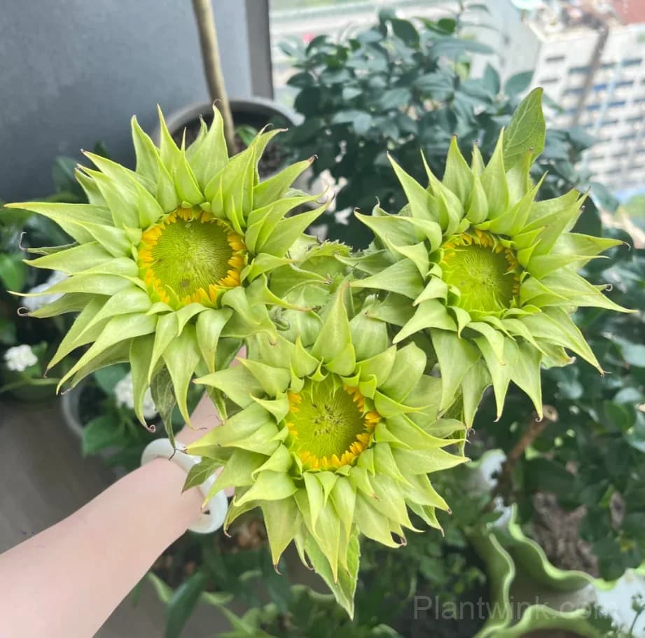 Forest Heart & Devil’s Eye Sunflower Seeds – Unique Red & Dark-Centered Flowers for Garden & Home - View 2