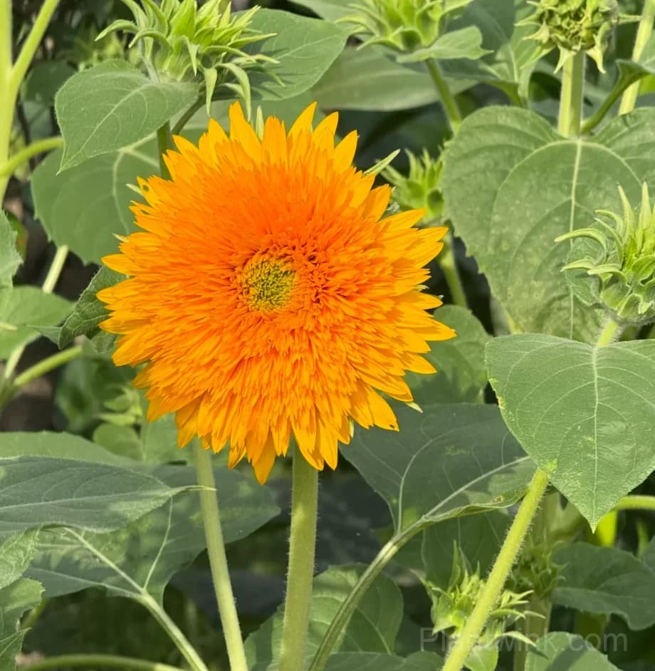 Teddy Bear Sunflower Seeds – Dwarf Double Blooms, Easy to Grow & High Germination - View 10