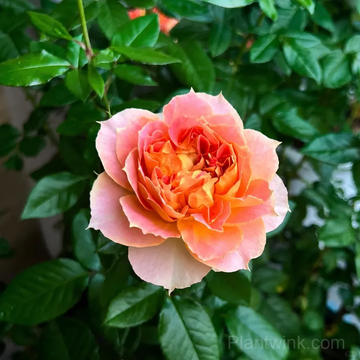 Pumpkin Orange Rose Seeds โ Vibrant Orange Blooms, Easy to Grow & Fragrant - View 6