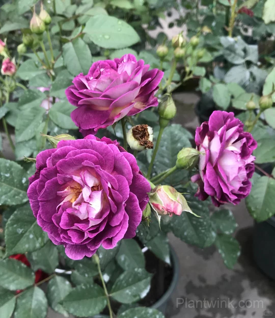 Deep Purple Rose Seeds – Magenta-Violet Double Blooms, Easy to Grow - View 1