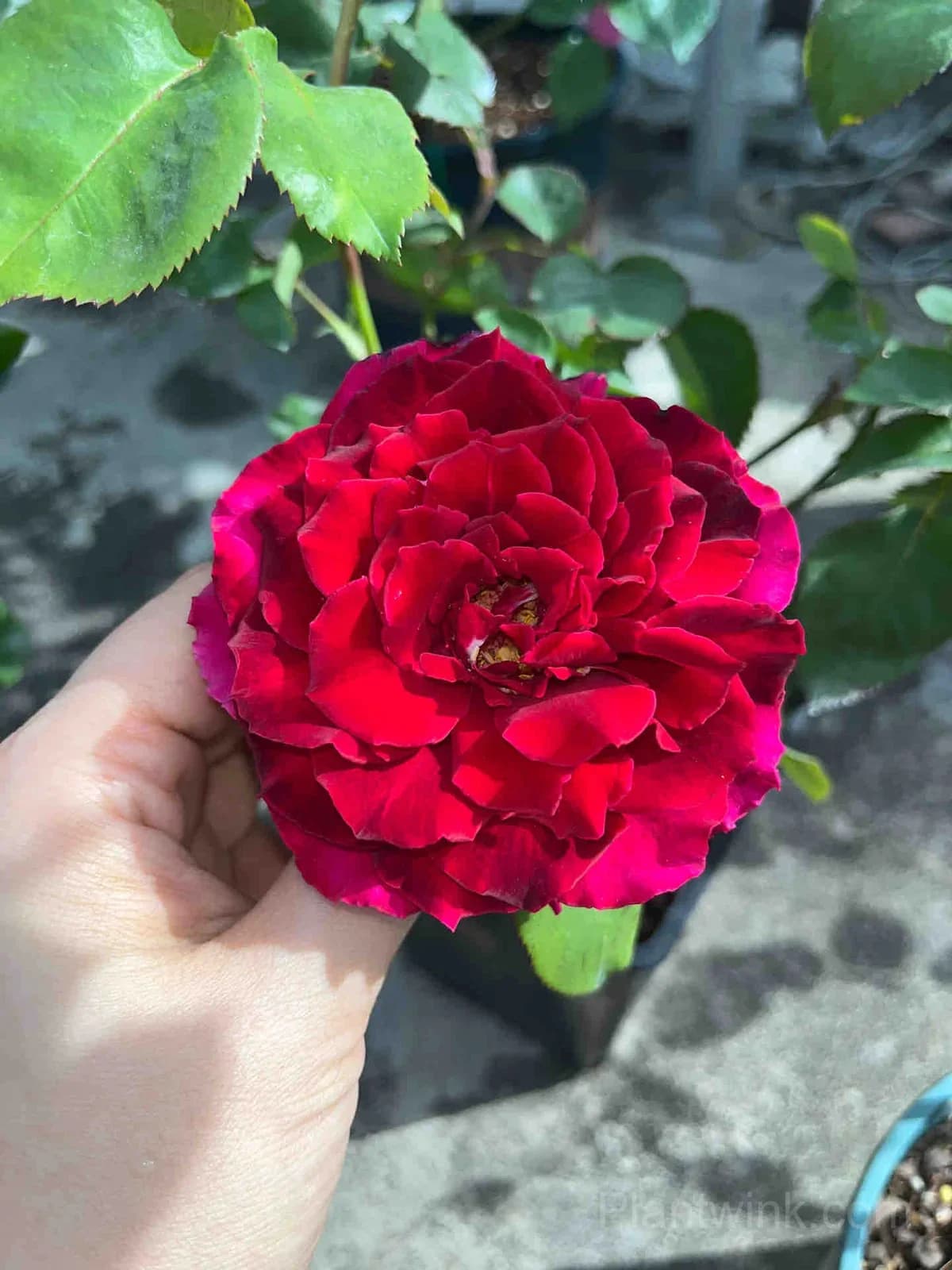 Red Rose Seeds – Large Deep Red Double Blooms, Easy to Grow - View 3
