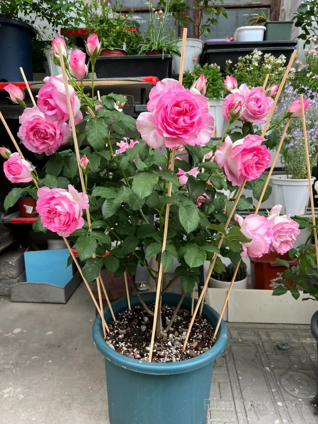 Pink Rose Seeds – Large Ruffled Double Roses for Garden, Patio & Home Growing - View 2