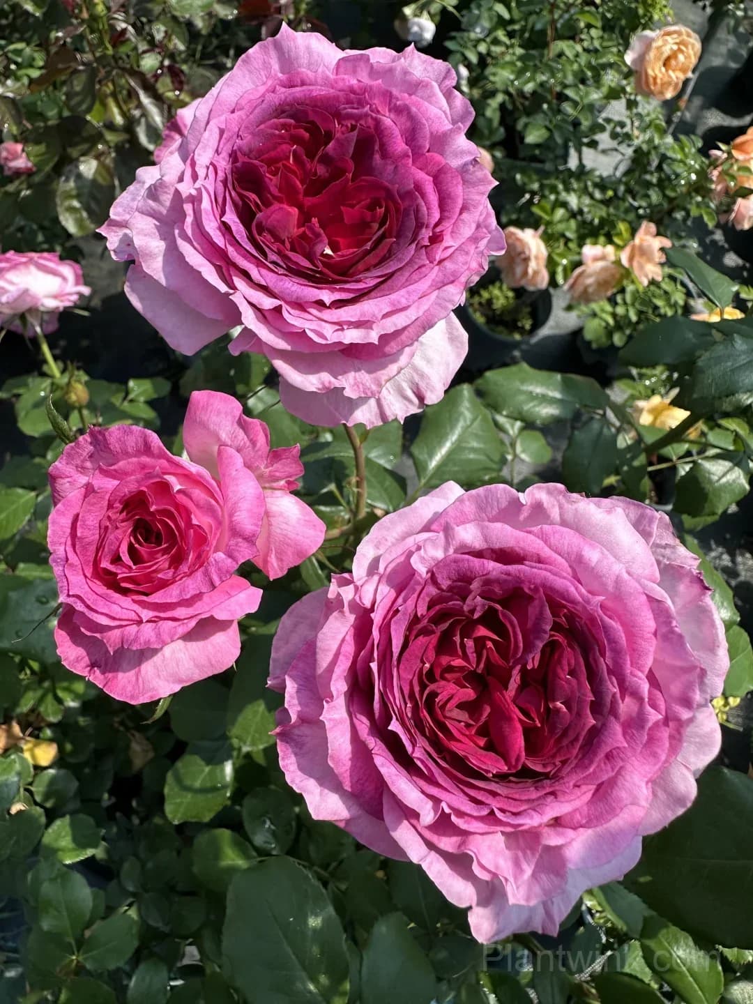 Blueberry Purple Rose Seeds – Ruffled Double Roses for Garden, Patio & Home Growing - View 5