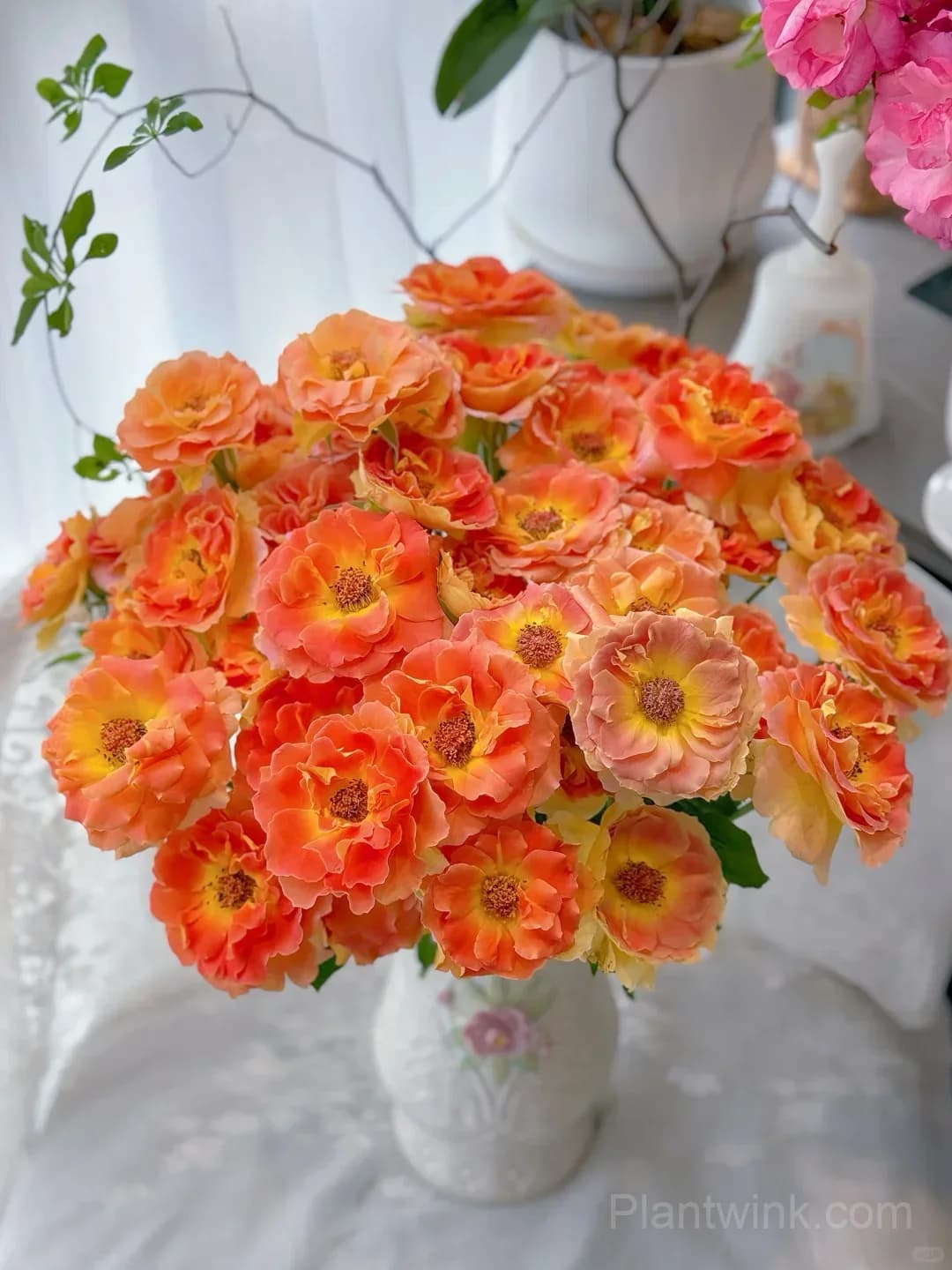 Brass Band Rose Seeds - Award-Winning Apricot Orange Floribunda, Disease Resistant Garden Flower - View 6