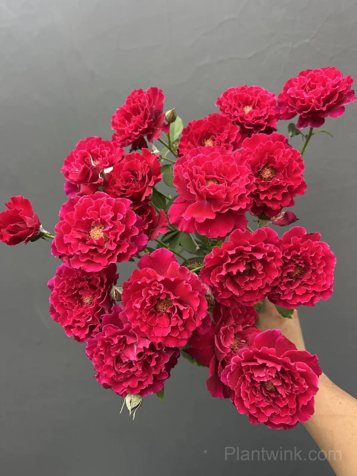 Red Rose Seeds – Large Deep Red Double Blooms, Easy to Grow - View 2