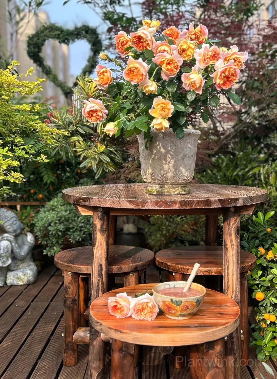 Pumpkin Orange Rose Seeds โ Vibrant Orange Blooms, Easy to Grow & Fragrant - View 3