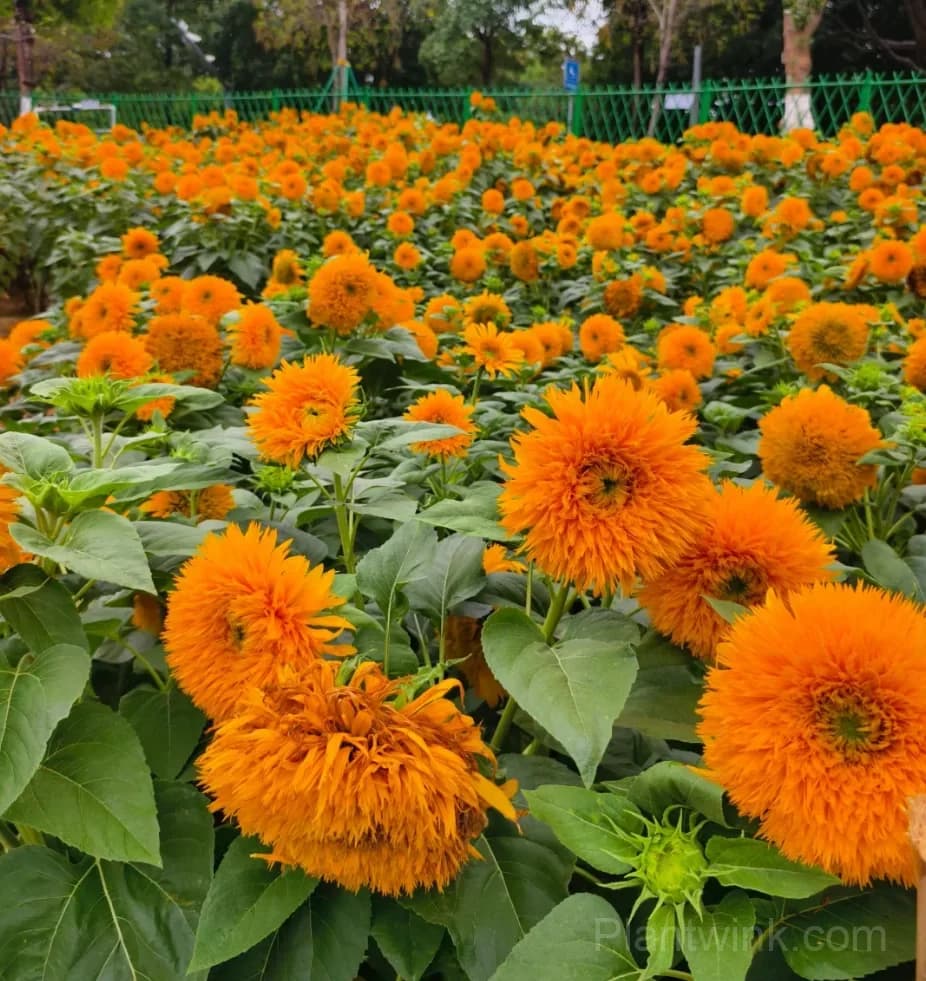 Teddy Bear Sunflower Seeds – Dwarf Double Blooms, Easy to Grow & High Germination - View 12