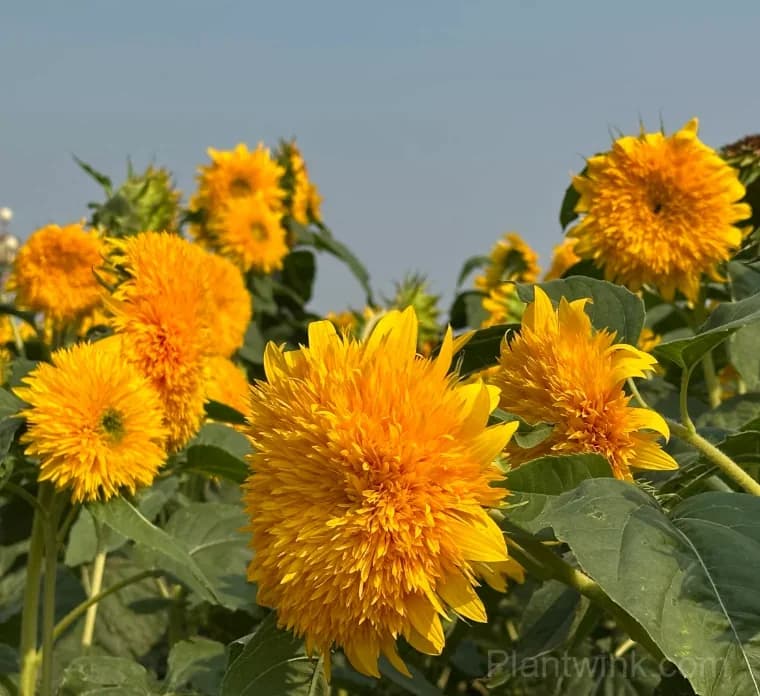 Teddy Bear Sunflower Seeds – Dwarf Double Blooms, Easy to Grow & High Germination - View 7