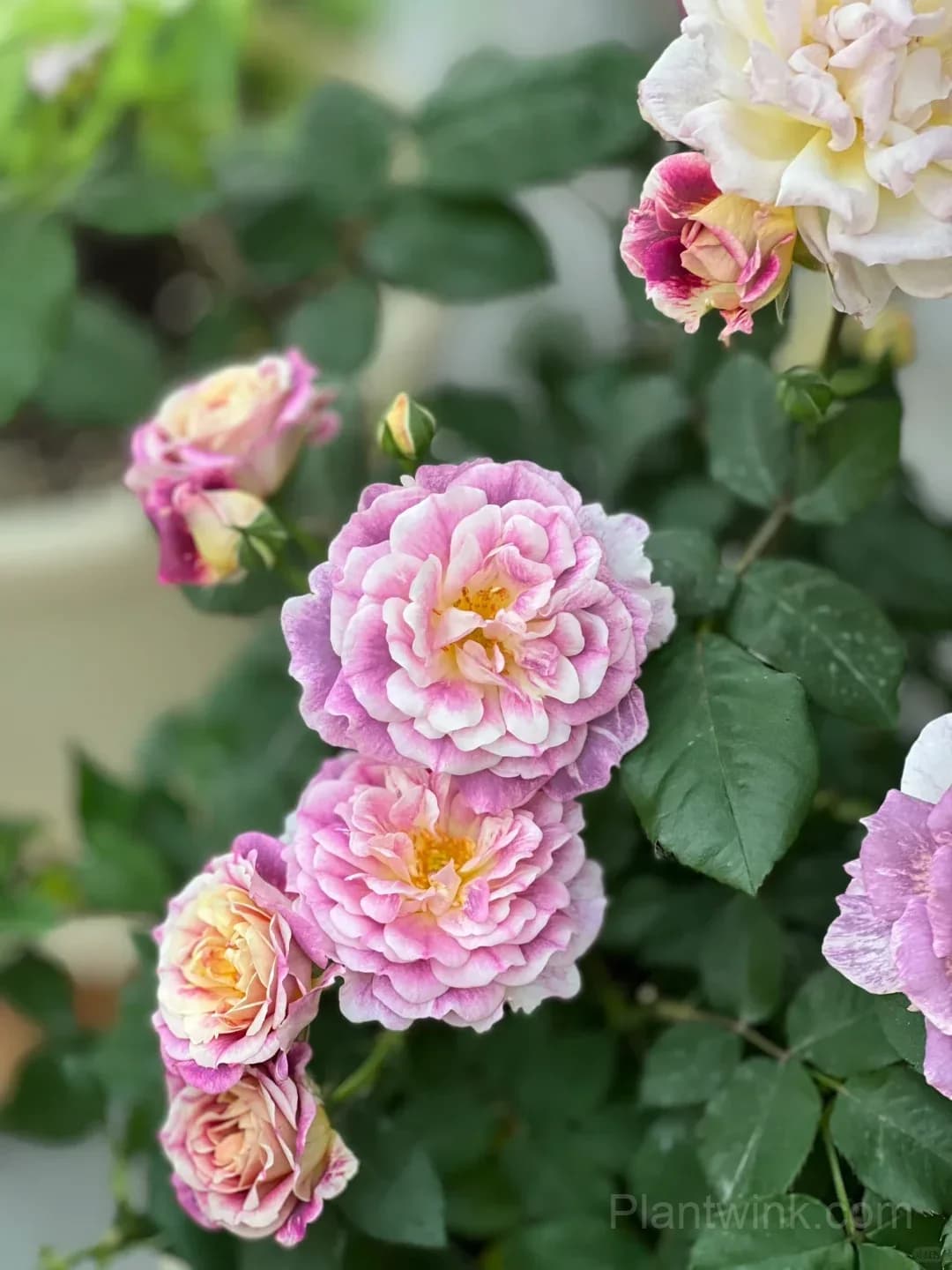 Diablesse de Mers Rose Seeds - Rare Purple & Gold Floribunda Rose, Disease Resistant Garden Plant - View 1