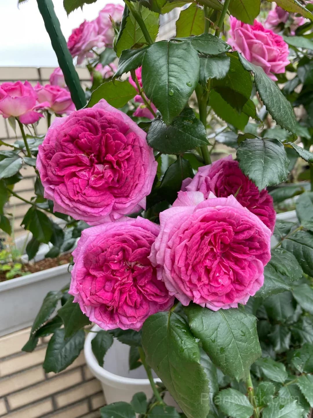 Blueberry Purple Rose Seeds – Ruffled Double Roses for Garden, Patio & Home Growing - View 8