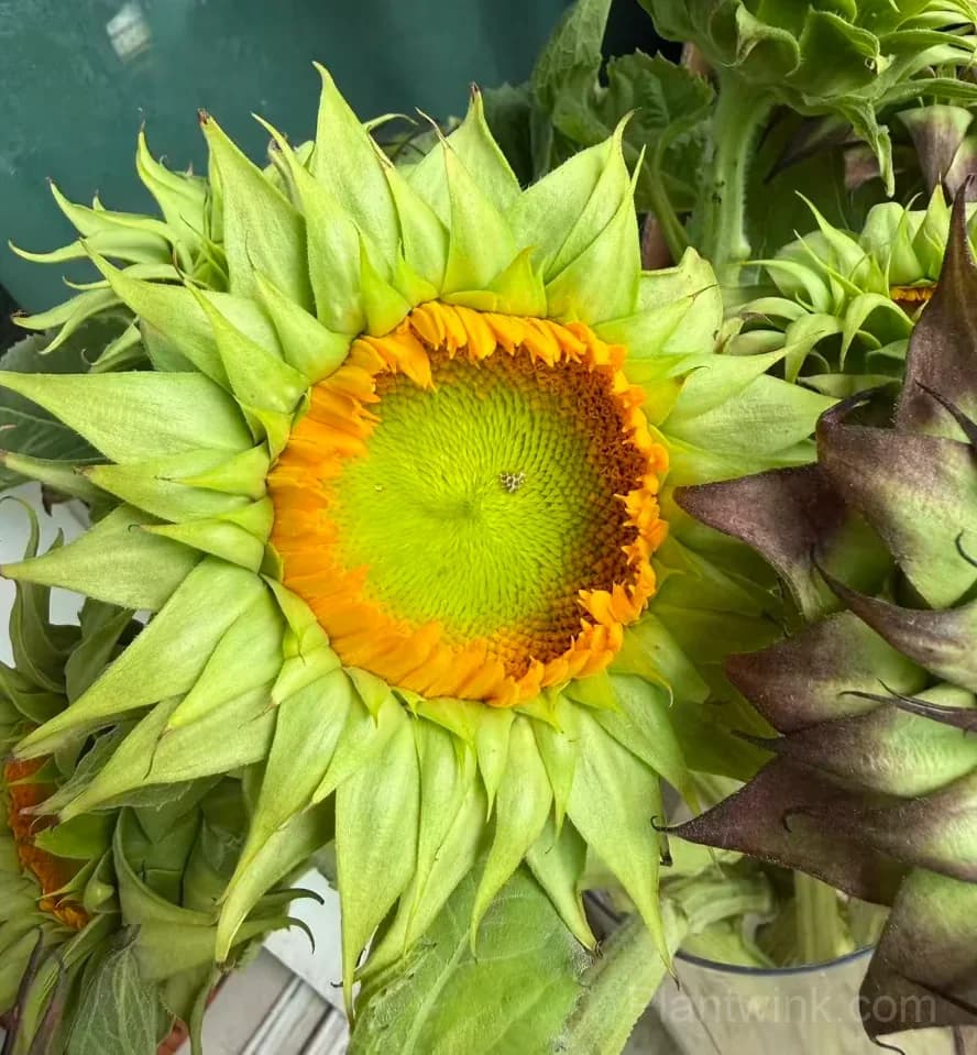 Forest Heart & Devil’s Eye Sunflower Seeds – Unique Red & Dark-Centered Flowers for Garden & Home - View 3
