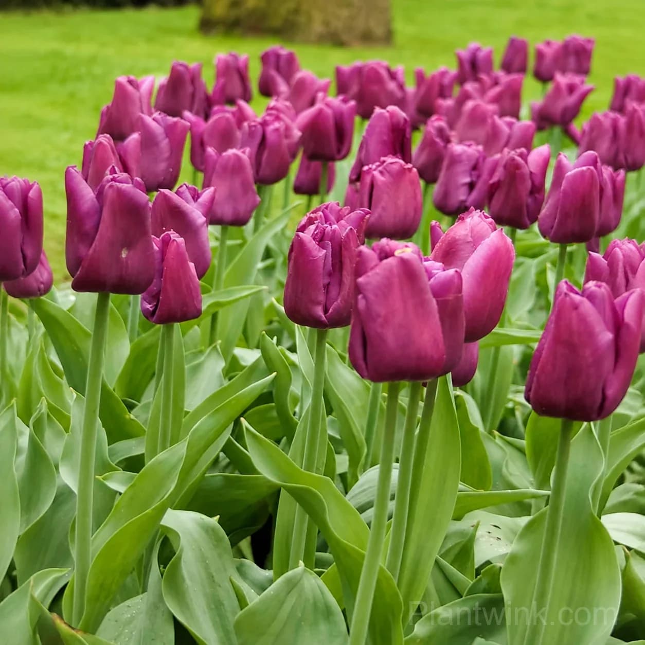 Purple Tulip Bulbs, Vibrant Purple Spring Flowers for Garden & Containers - View 3