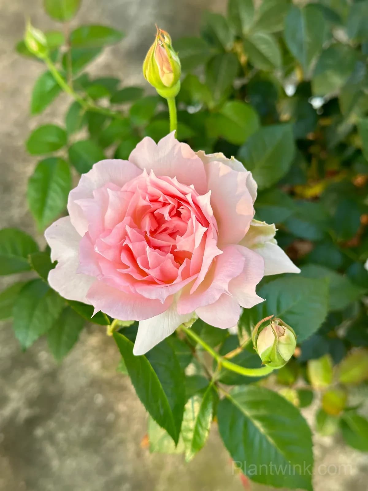 Pink & White Frilled Rose Seeds – Ruffled Double Blooms, Easy to Grow - View 6