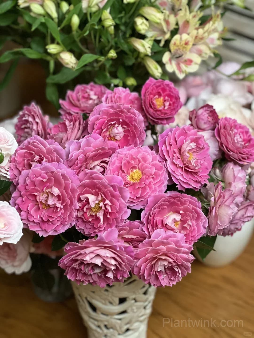 Ruffled Pink Rose Seeds – Large Double Roses for Garden, Patio & Home Growing - View 2