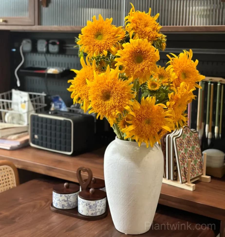 Teddy Bear Sunflower Seeds – Dwarf Double Blooms, Easy to Grow & High Germination - View 2