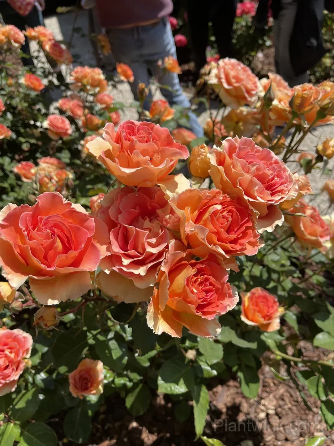 Brass Band Rose Seeds - Award-Winning Apricot Orange Floribunda, Disease Resistant Garden Flower - View 4
