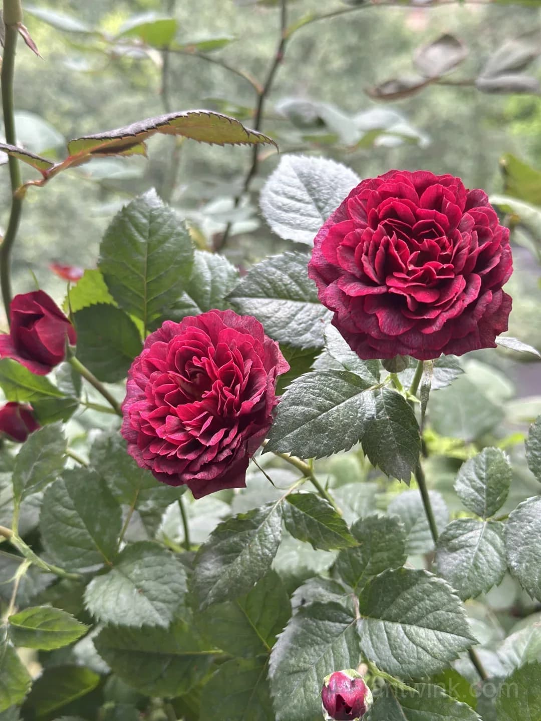 Black Jade Juice Rose Seeds - Rare Dark Red to Black Miniature Rose Plant for Patio & Container Gardening - View 5