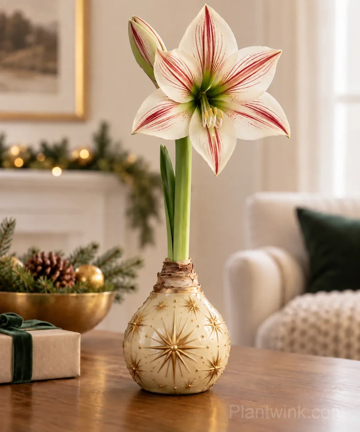 Rare Holiday Waxed Amaryllis Bulbs – 6 Festive Varieties, No Soil or Water Needed - View 11